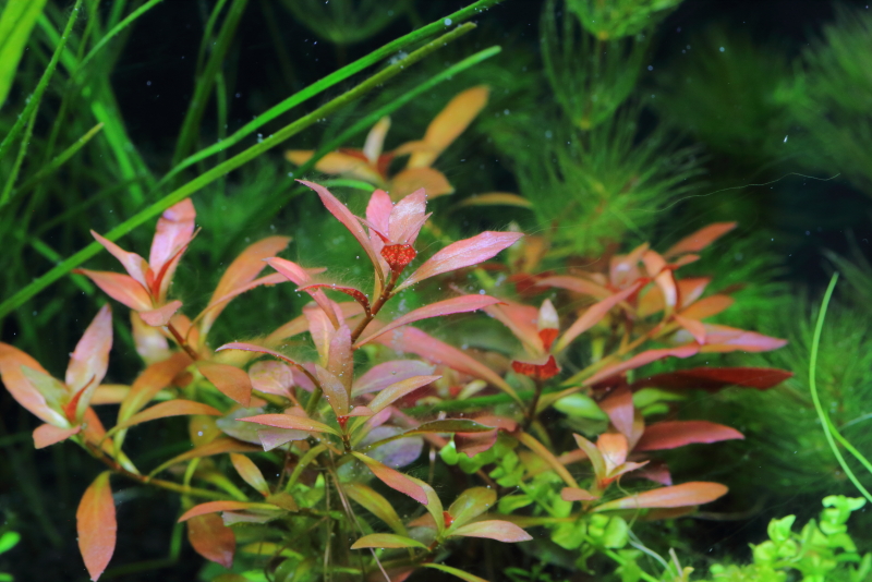 植栽から23日目（トリミングから10日目）